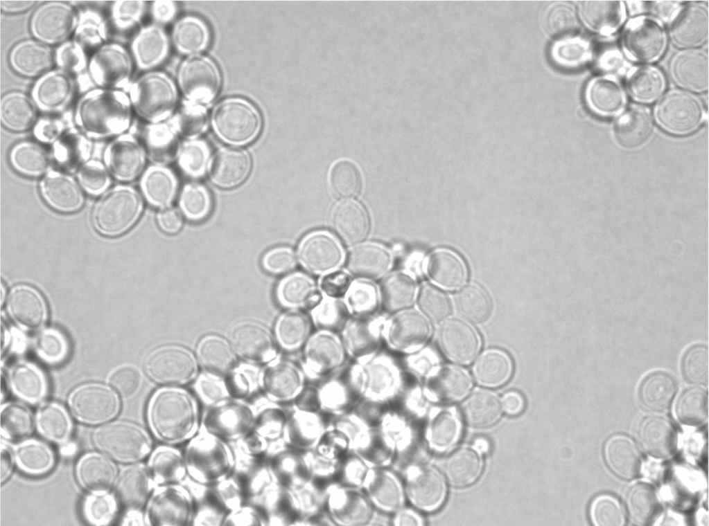 Revealing the Natural History of&nbsp;Yeast