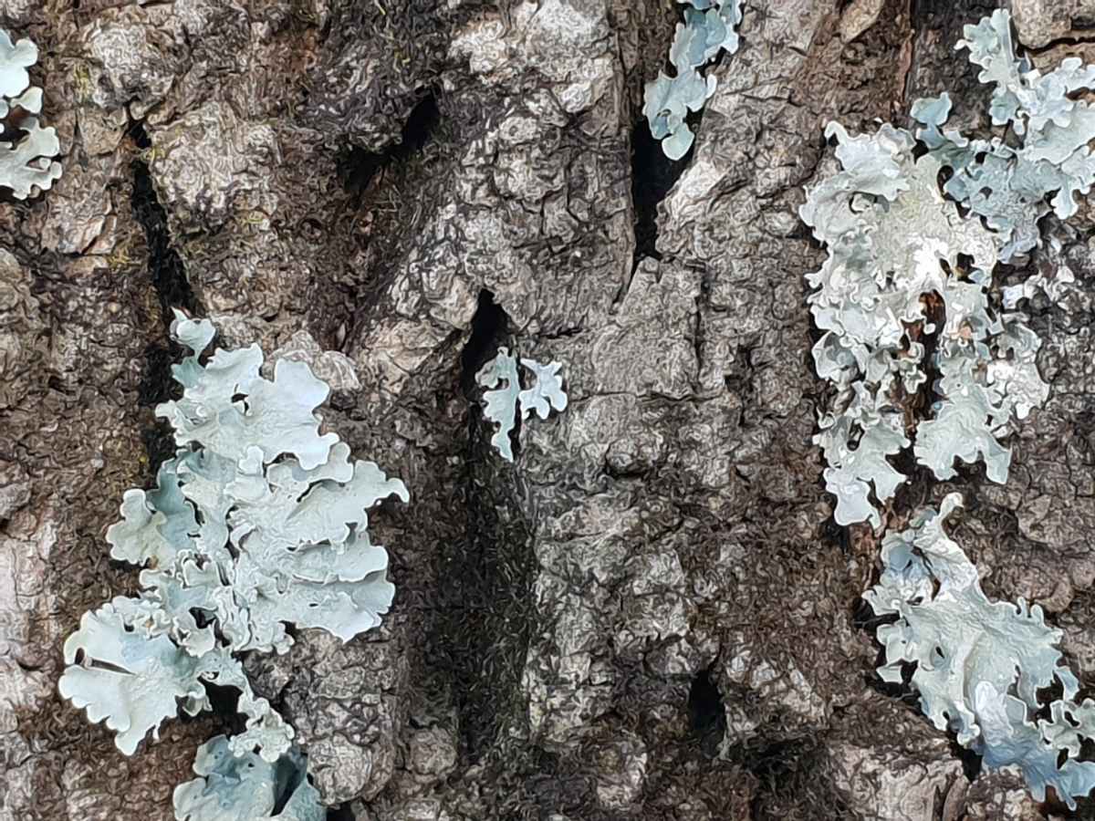 A Song of Algae and Fungi: The Game of Forming&nbsp;Lichen