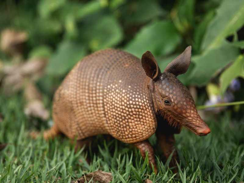 Armadillos May Help Scientists Understand What Makes Two Brains&nbsp;Different